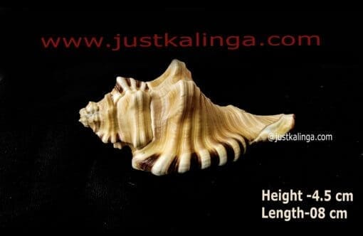 GANAPATI SHANKHA- 1 NO'S | Justkalinga.com.