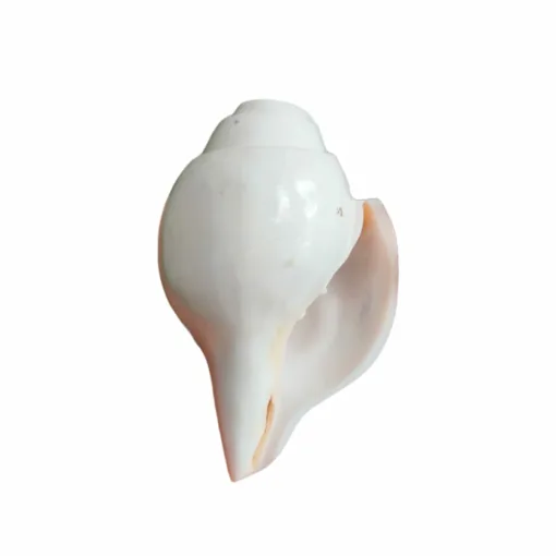 Authentic Dhavani Sankha (blowing conch) from Sankha Kshetra, Puri, used for puja and aarti rituals.