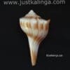 Dakhinabarti sankha (Small Size) | Justkalinga.com.