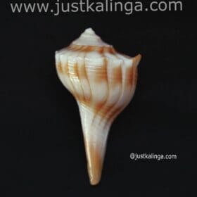 Dakhinabarti sankha (Small Size) | Justkalinga.com.