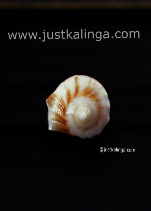 Dakhinabarti sankha (Small Size) | Justkalinga.com.