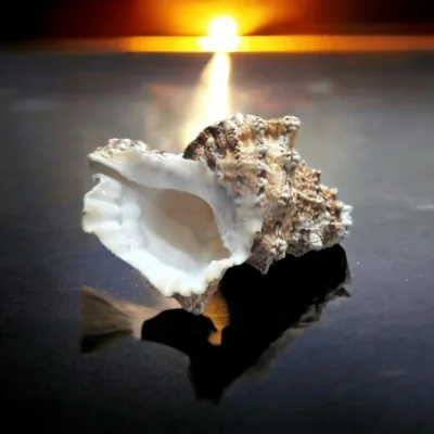 Lakshmi Conch used in a puja ritual, symbolizing purity, auspiciousness, and the divine sound of creation.