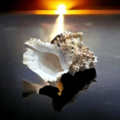 Lakshmi Conch used in a puja ritual, symbolizing purity, auspiciousness, and the divine sound of creation.